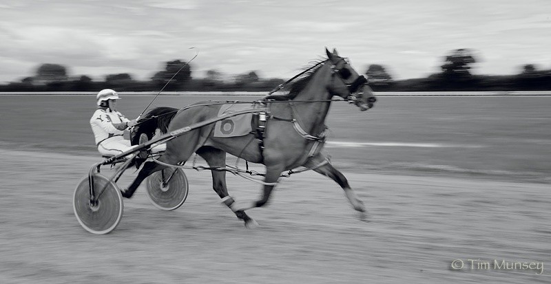 Harness racing 120708.jpg